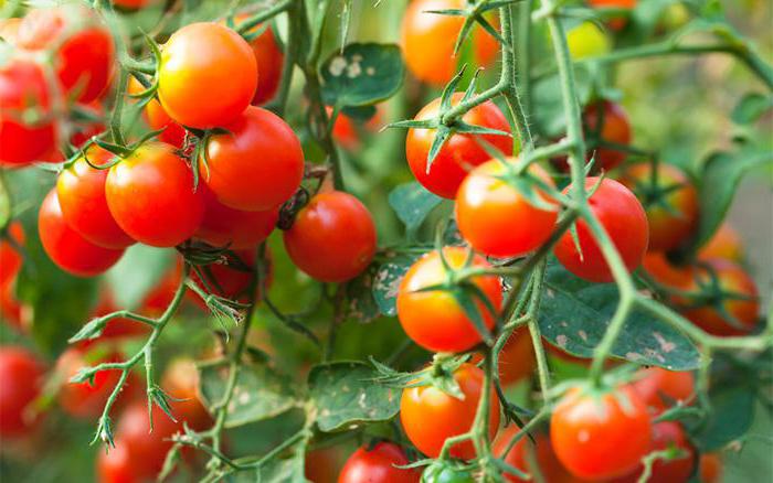 cultiver des plants de tomates dans un appartement