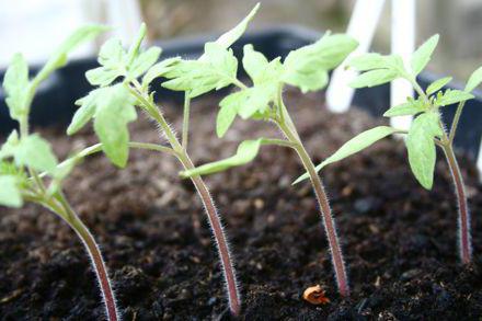 planter des plants de tomates