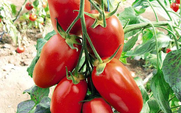 cultiver des plants de tomates dans une serre à vendre