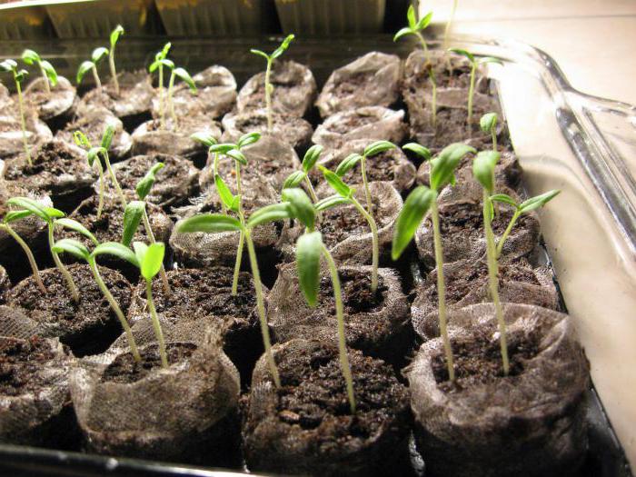 cultiver des plants de tomates en comprimés de tourbe