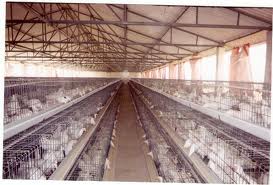 Aviculture en tant qu'entreprise