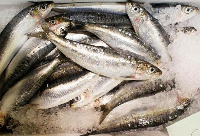 Marché aux poissons au camp chaud de Moscou