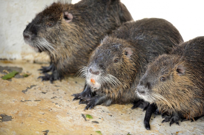 élevage de nutria