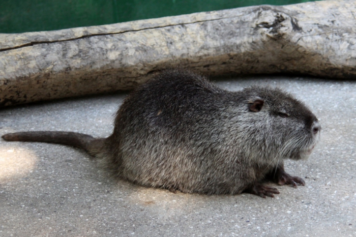 élevage de nutria à la maison