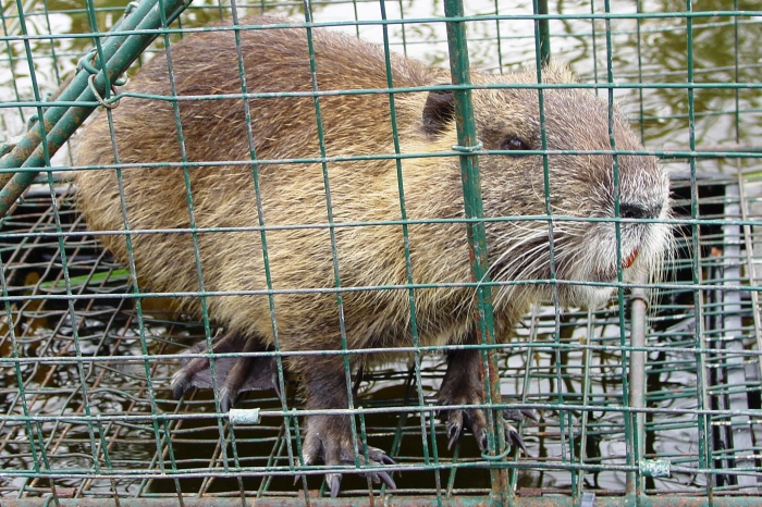 élevage et entretien de nutria