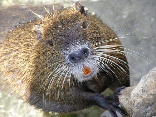 élevage à la maison nutria