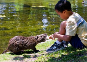 conditions d'élevage pour nutria