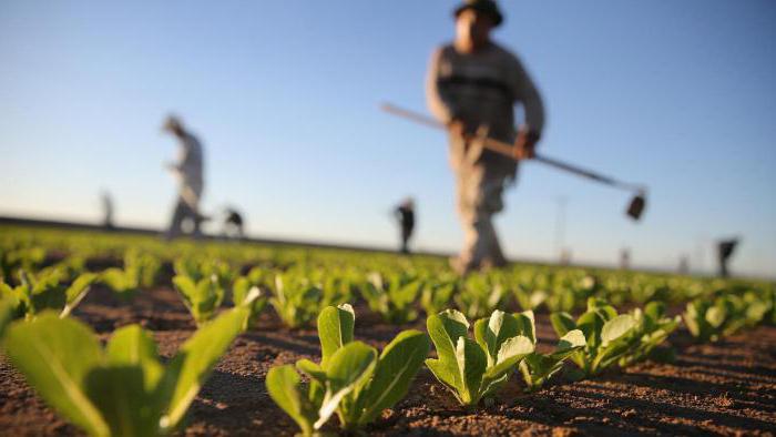 investiții în agricultură în Rusia