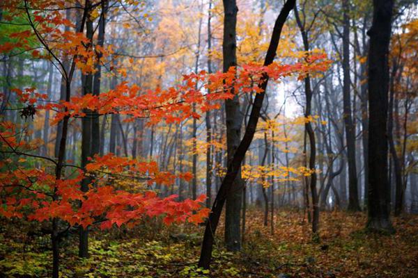 forêts de feuillus