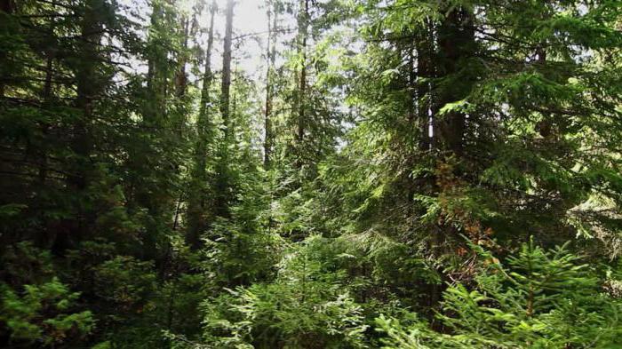 types de forêts de conifères