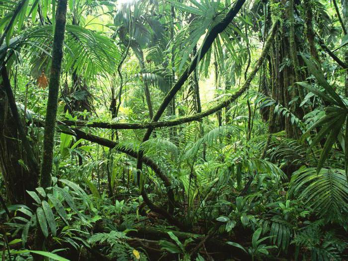 forêts tropicales