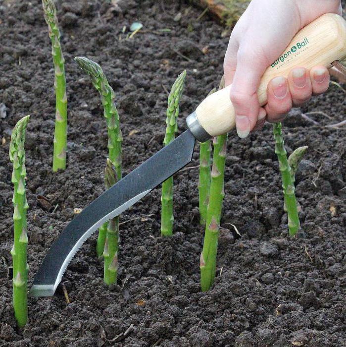 photo en pleine croissance d'asperges