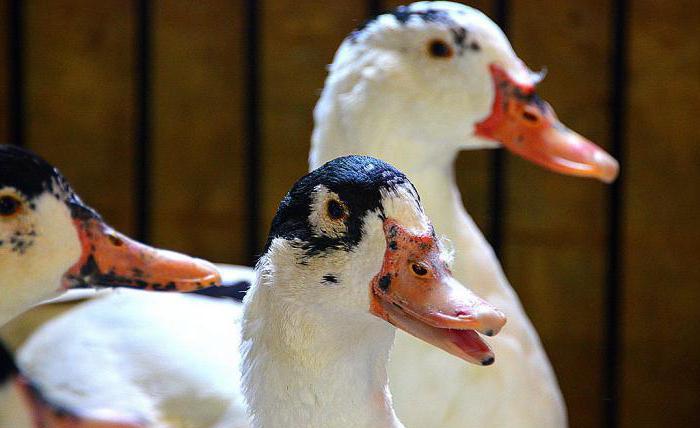 mullards de canard