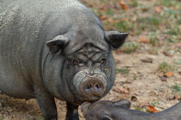 cochons bâtards vietnamiens