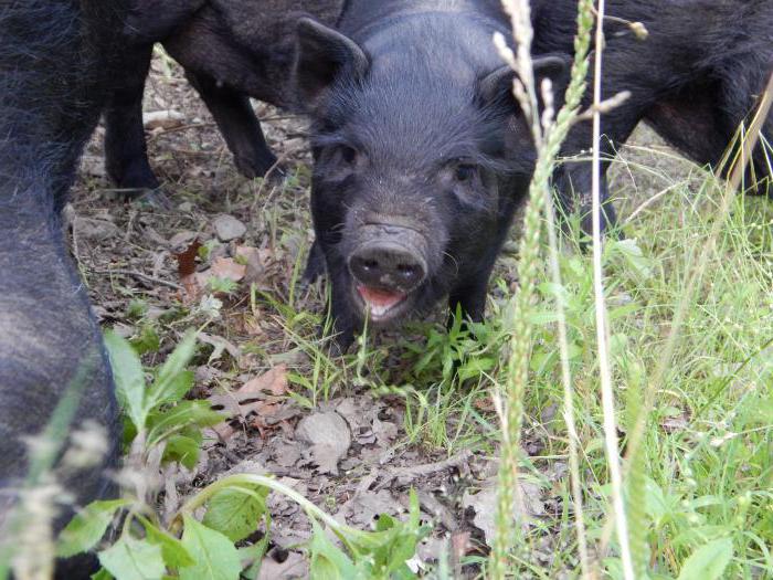 poids du cochon bâtard vietnamien