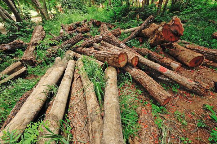 amende pour l'abattage non autorisé d'arbres