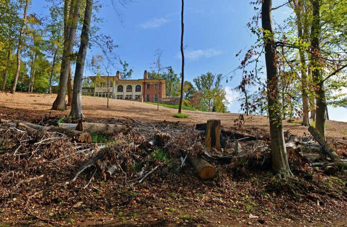 bien pour couper des arbres dans la forêt