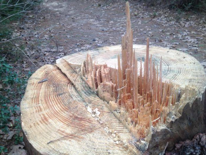 bien pour avoir abattu un arbre dans une ville