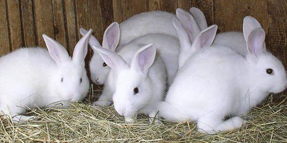 Ferme de lapin de bricolage