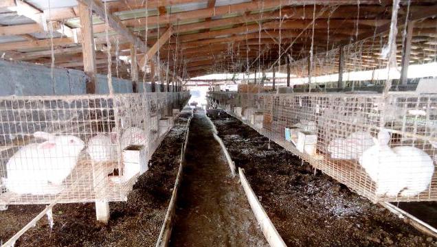 fermes de lapins en Biélorussie