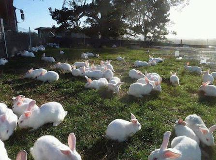 ferme de lapin comme une entreprise