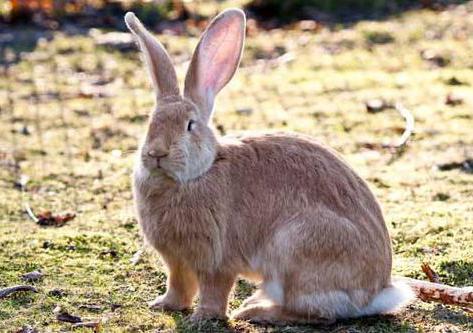 plan d'affaires de ferme de lapin