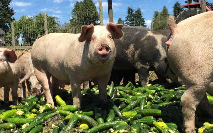 entreprise agricole familiale