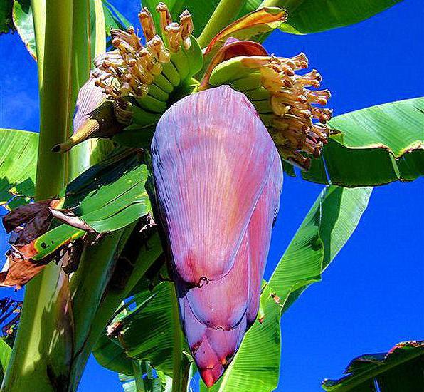 Est-il possible de cultiver une banane à la maison