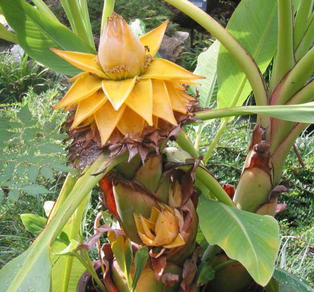 comment faire pousser une banane d'une graine à la maison