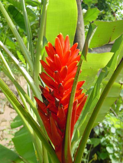 comment faire pousser une banane à la maison à partir d'une photo de graine