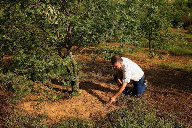 où la truffe d'été pousse en Russie