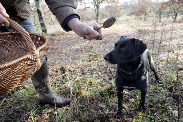 truffe blanche où elle pousse en Russie