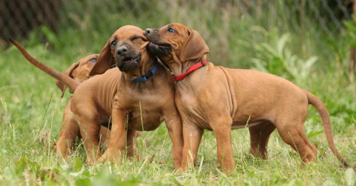 chiens de combat