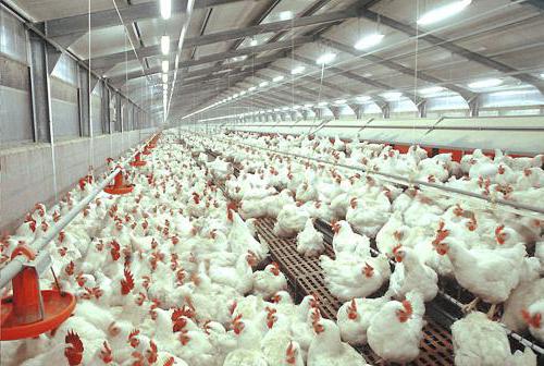 élevage de poulets de chair dans des cages