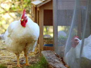  élevage de poulets à la maison