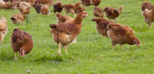 conditions de croissance des poulets de chair