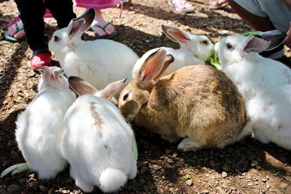 aliments pour les lapins critiques