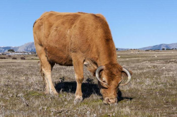 assurance animaux de ferme