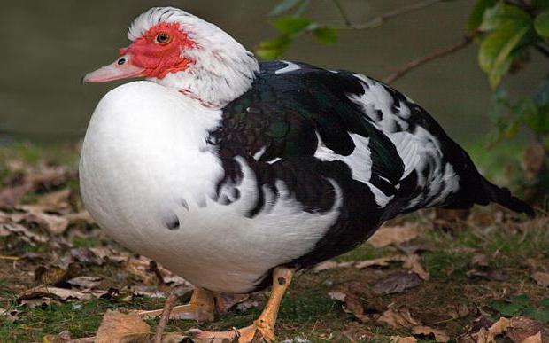 combien de poule indochka est assis sur des œufs