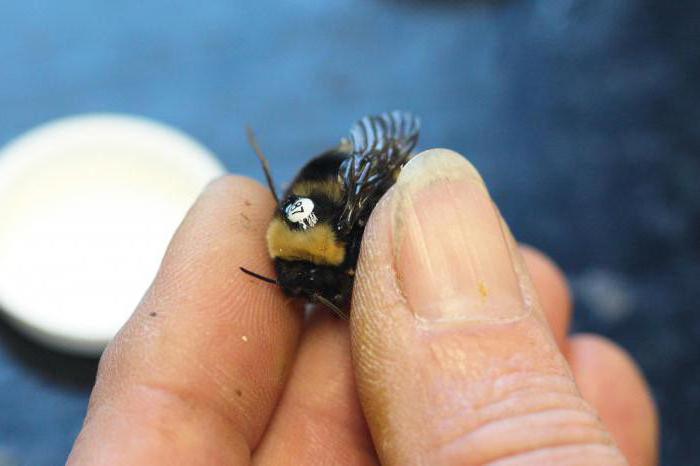 élevage d'abeilles par où commencer