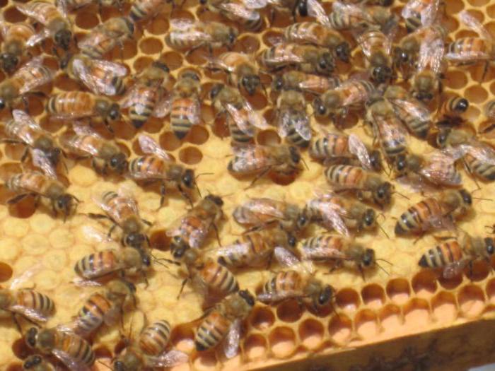 Abeilles élevant et gardant pour les débutants