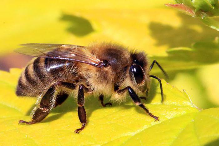 commencer l'élevage des abeilles