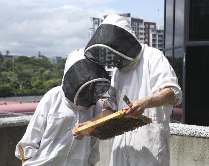 Elevage d'abeilles pour master class débutant