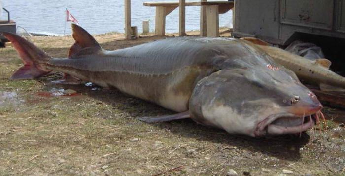 photo de poisson esturgeon