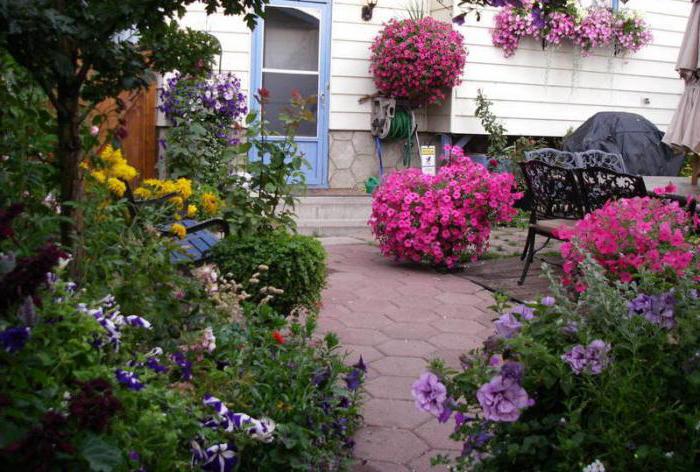 planter des plants de pétunia