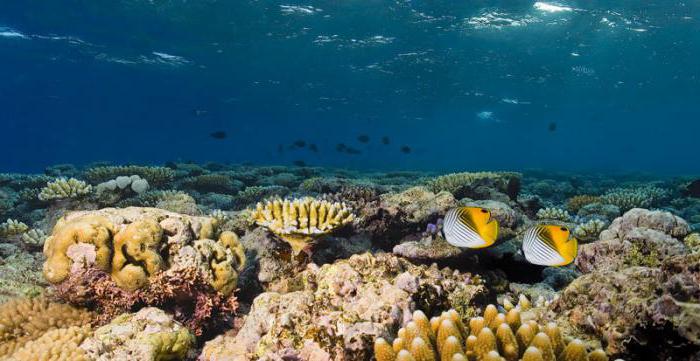 ressources biologiques animaux