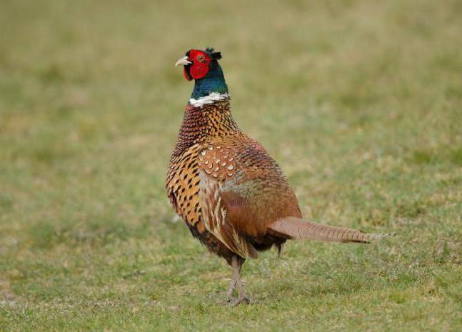 faisans élevant et gardant à la maison des oiseaux