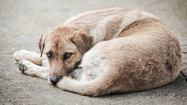 organizații pentru capturarea animalelor fără stăpân