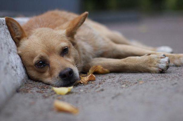 măsuri pentru prinderea și păstrarea animalelor rătăcite