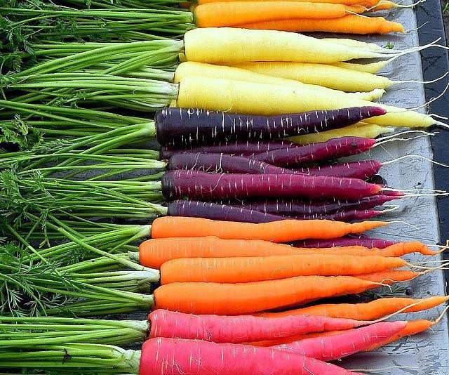 combien de fois une carotte porte des fruits dans la vie